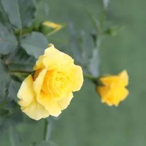 Korresia Floribunda Rose (Rosa Korresia) 5